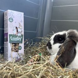 Witte Molen Kolby dla Gryzoni Papaja Hibiskus 2szt