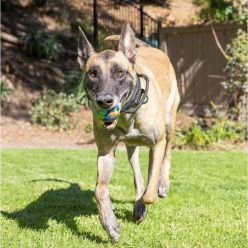 Piłka dla Psa Chuckit! EcoFetch L 7,5cm | Z Gumy z Recyklingu i Unikalna