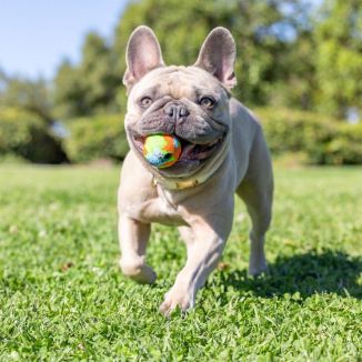 Piłki dla Psa Chuckit! EcoFetch S 5cm 2szt | Ekologiczne z Recyklingu