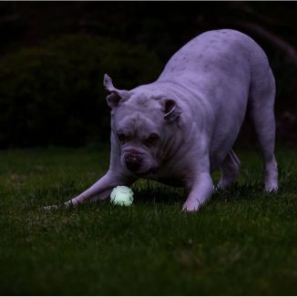 Piłka dla Psa Świecąca Chuckit! Max Glow Air M 6,5cm | Oddychająca