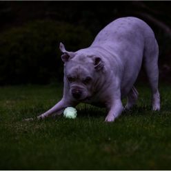 Piłka dla Psa Świecąca Chuckit! Max Glow Air M 6,5cm | Oddychająca