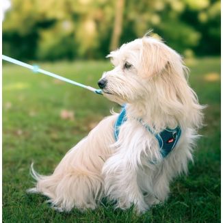 Zolux Szelki Oddychające Z Siatki Xs Granatowe