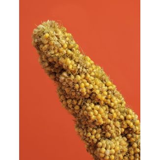 Rio Gałązki Prosa Senegalskiego 100G