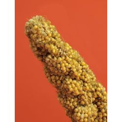 Rio Gałązki Prosa Senegalskiego 100G