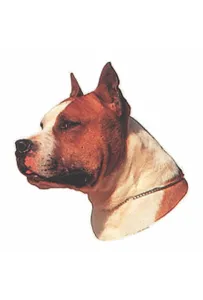 Naklejka Dwustronna Normal