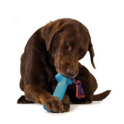 Petstages Orka Kość Ze Sznurem Ps230