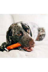 Petstages Dogwood Mesquite Petite Patyk 30142