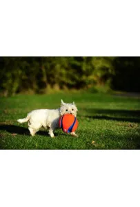 Kick Fetch Large Piłka do Aportowania i Kopania dla Psa – 20 cm