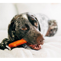 Petstages Zab. Pies Dogwood Gryzak  Bbq "M"   Ps30144