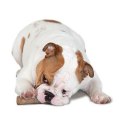 Petstages Zab. Pies Dogwood Gryzak   "M" Ps218