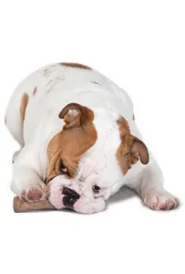 Petstages Zab. Pies Dogwood Gryzak   "M" Ps218