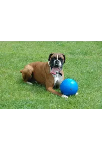 Boomer Ball Roz.l "8" 20Cm Niebieska