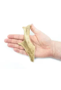 4Dogs Gryzak Poroże Daniela M (Hard) /25