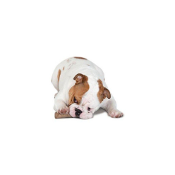 Petstages Zab. Pies Dogwood Gryzak   "S" Ps217