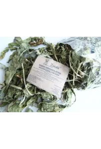 Zuzala  Babka Szerokolistna