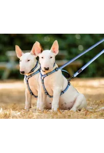 HALTI SMYCZ PRZEPINANA NIEBIESKA SMALL 1,5/200cm