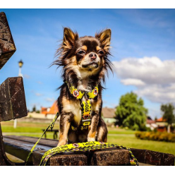 Dingo Szelki dwupaskowe Guard City - Nie Dotykaj rozmiar L