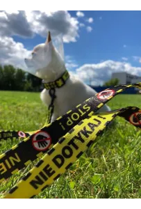 Dingo Smycz przepinana City - Nie Dotykaj 2x220cm