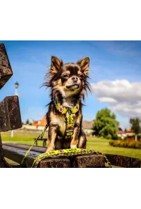 Dingo Szelki dwupaskowe Guard City - Nie Dotykaj rozmiar M