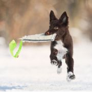 Dingo Zabawka dla psa - Szarpak Wełna owcza z rączką bungee zielony