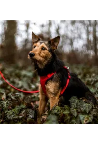 Dingo Szelki bezuciskowe z dwupaskową regulacją M czerwone