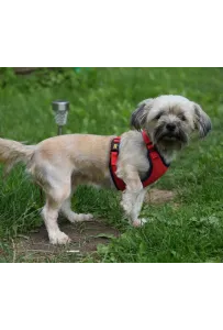 Dingo Szelki bezuciskowe z dwupaskową regulacją M czerwone