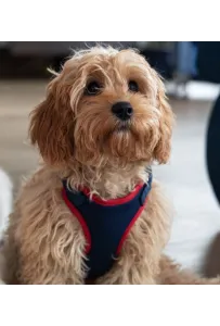 Dingo Szelki bezuciskowe z dwupaskową regulacją S granatowe