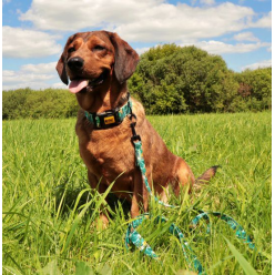 Dingo Obroża regulowana City - Monstera 3,0cm/60cm