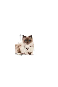 Royal Canin Mother & Babycat Mousse karma mokra - mus dla kociąt i kotek karmiących puszka 195g