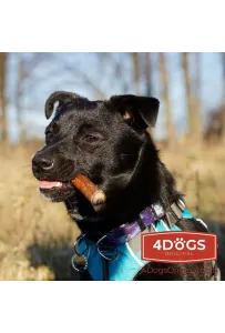 4DOGS Gryzak z penisa wołowego M