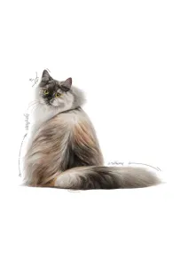 Royal Canin Hair & Skin Care w sosie  karma mokra dla kotów dorosłych, zdrowa skóra, piękna sierść saszetka 85g