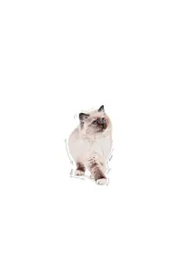 Royal Canin Kitten w sosie karma mokra dla kociąt do 12 miesiąca życia saszetka 85g