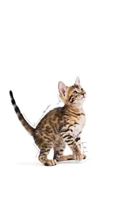 Royal Canin Kitten Sterilised karma mokra w galaretce dla kociąt od 6 do 12 miesiąca życia, sterylizowanych saszetka 85g