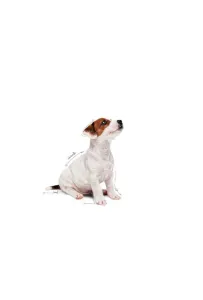 Royal Canin Mini Puppy karma mokra w sosie dla szczeniąt, od 2 do 10 miesiąca życia, ras małych saszetka 85g