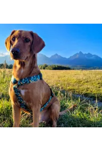 Dingo Szelki dwupaskowe Guard City - Monstera rozmiar M