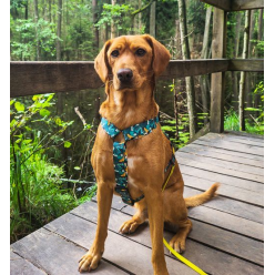 Dingo Szelki dwupaskowe Guard City - Monstera rozmiar M