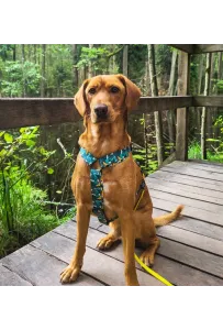 Dingo Szelki dwupaskowe Guard City - Monstera rozmiar M