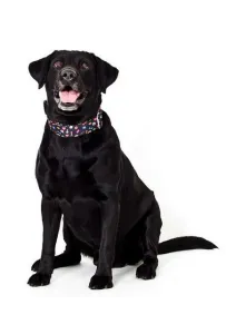 Dingo Obroża regulowana America Alabama 3,0cm/60cm