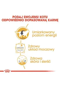 Royal Canin British Shorthair karma mokra w sosie dla kotów dorosłych rasy brytyjski krótkowłosy saszetka 85g