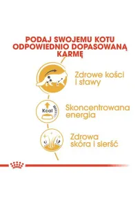 Royal Canin Maine Coon karma mokra w sosie dla kotów dorosłych rasy maine coon saszetka 85g