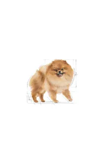 Royal Canin Pomeranian Adult karma mokra dla psów dorosłych rasy szpic miniaturowy, pasztet saszetka 85g