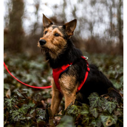 Dingo Szelki bezuciskowe z dwupaskową regulacją S czerwone
