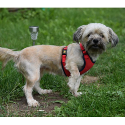 Dingo Szelki bezuciskowe z dwupaskową regulacją S czerwone