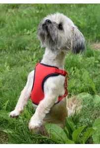 Dingo Szelki bezuciskowe z dwupaskową regulacją S czerwone