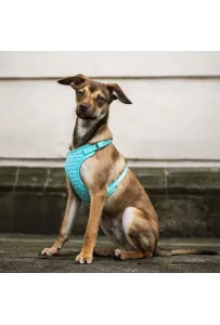 Dingo Szelki bezuciskowe z dwupaskową regulacją S miętowe