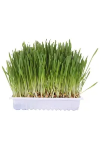 Trixie Trawa dla kota w woreczku 100g [4236]