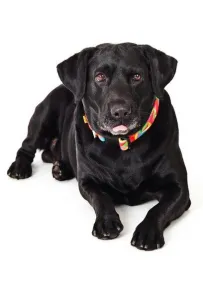 Dingo Obroża regulowana America Kolorado 4,0cm/75cm