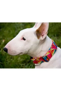 Dingo Obroża regulowana America Kolorado 4,0cm/75cm