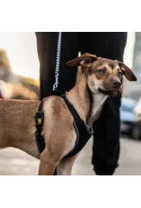 Dingo Szelki bezuciskowe z dwupaskową regulacją L czarne