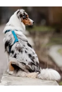 CHABA Szelki Guard Comfort Classic L morskie